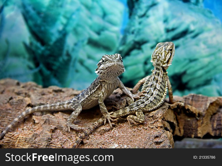 Two Lizards sitting on the Trunk