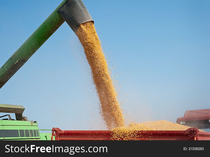 Loading of grain of corn in the tractor trailer. Loading of grain of corn in the tractor trailer