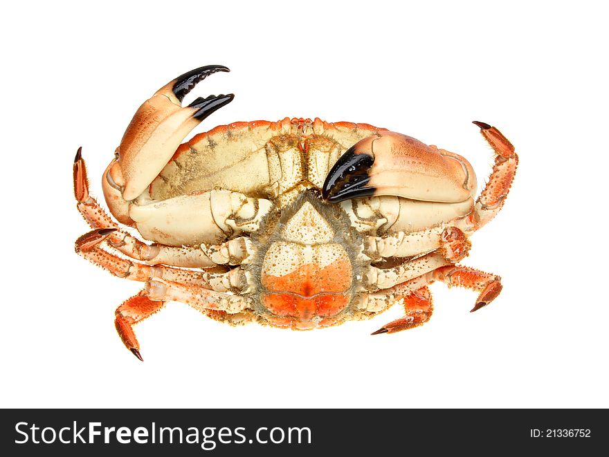 The underside of a cooked brown crab isolated against white. The underside of a cooked brown crab isolated against white