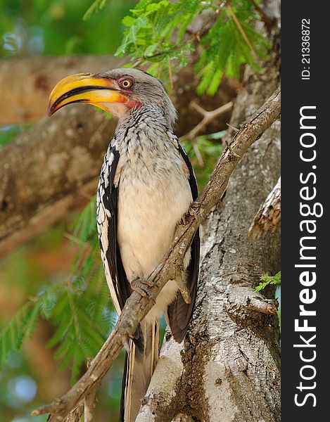 Red-Billed Hornbill (Tockus Erythrorhynchus)