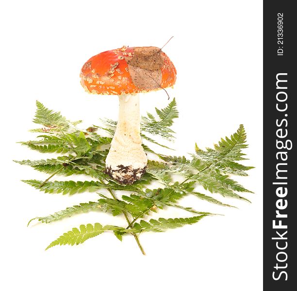 The Fly Agaric Costs On Leaves