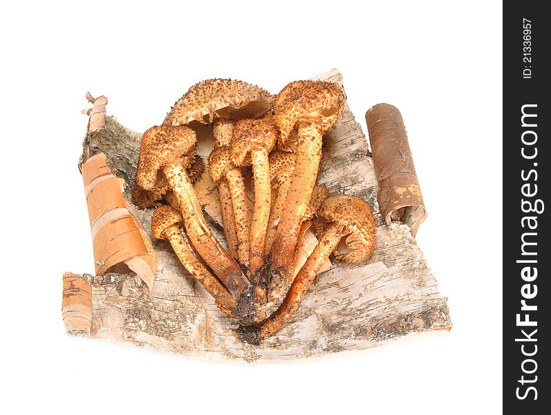 Mushrooms honey agarics on a bark of a birch