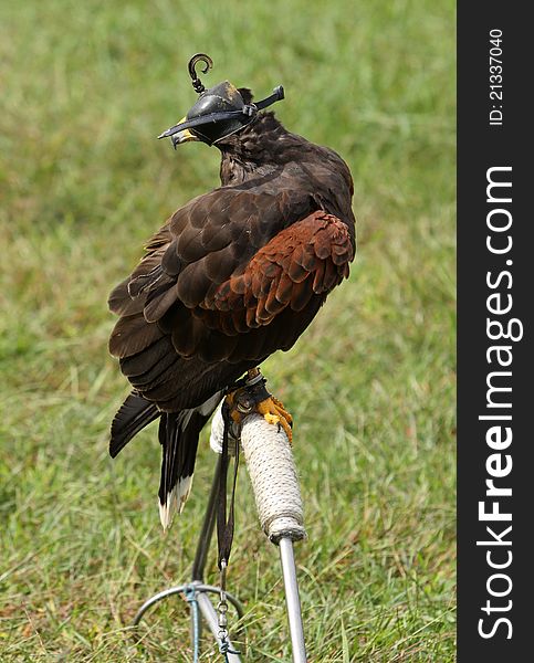 Harris Hawk with black leather hood waits on perch to perform a hunting demonstration at a nature festival. Harris Hawk with black leather hood waits on perch to perform a hunting demonstration at a nature festival.