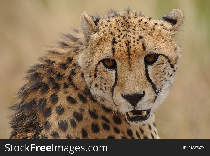 Portrait of a Cheetah (Acinonyx Jubatus)