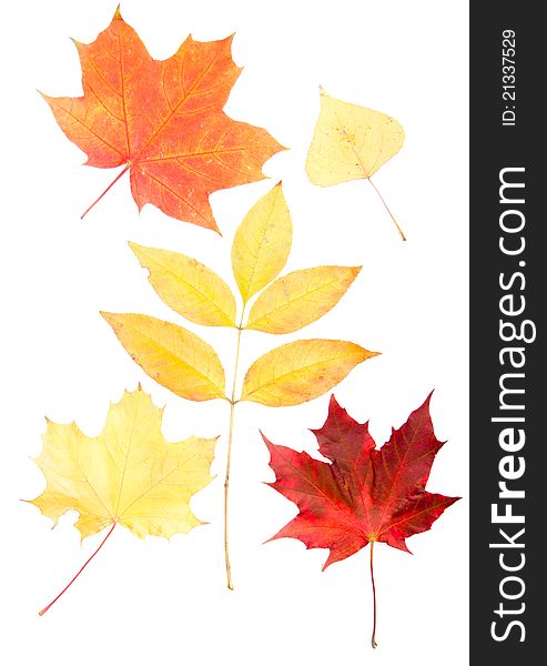 Collection beautiful colourful autumn leaves isolated on white background