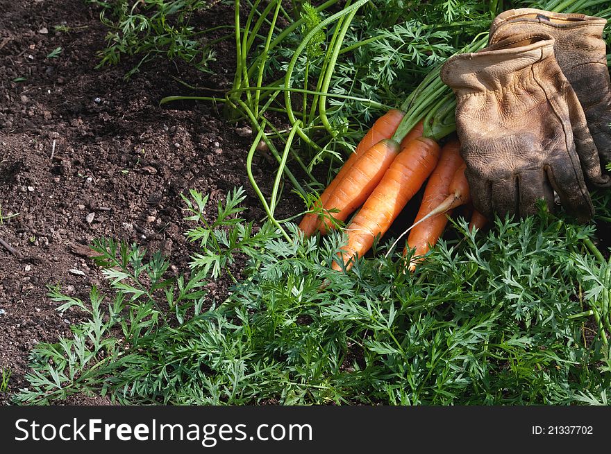 Carrots freshly picked with gloves. Carrots freshly picked with gloves