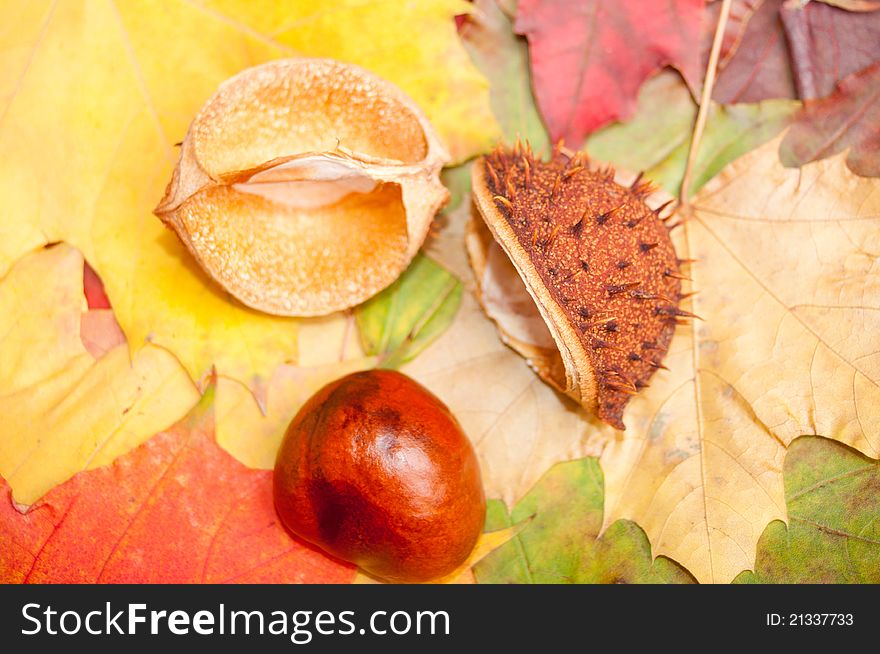 Autumn decorations on a white background