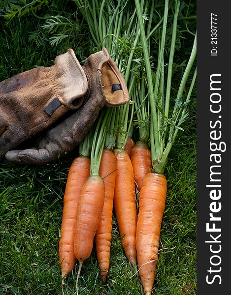 Carrots freshly picked with gloves. Carrots freshly picked with gloves