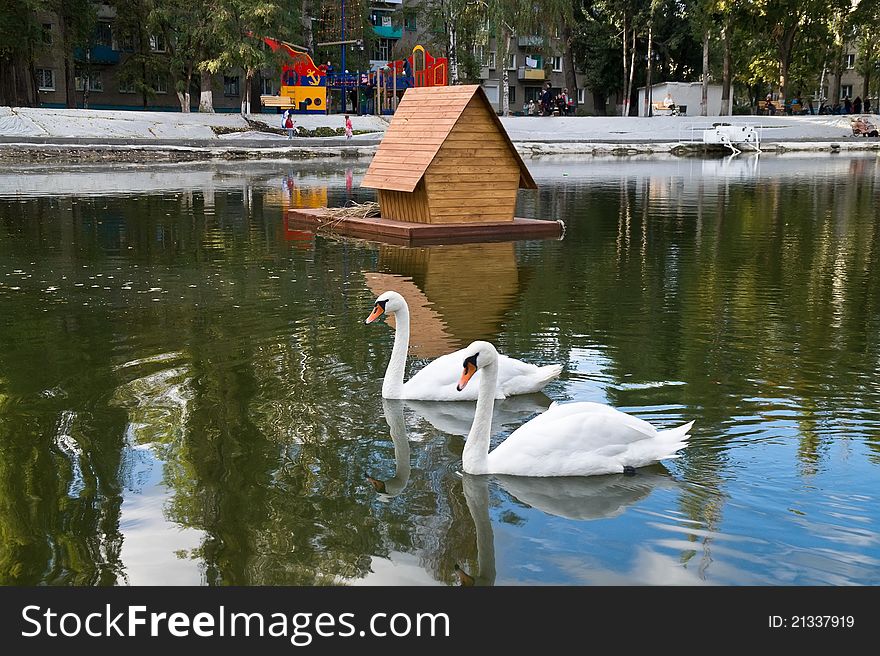Swan Lake in the urban landscape