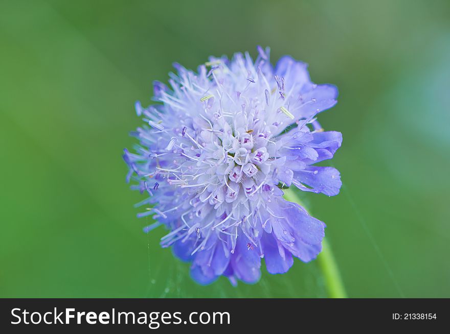 Blue flower of wild garlic