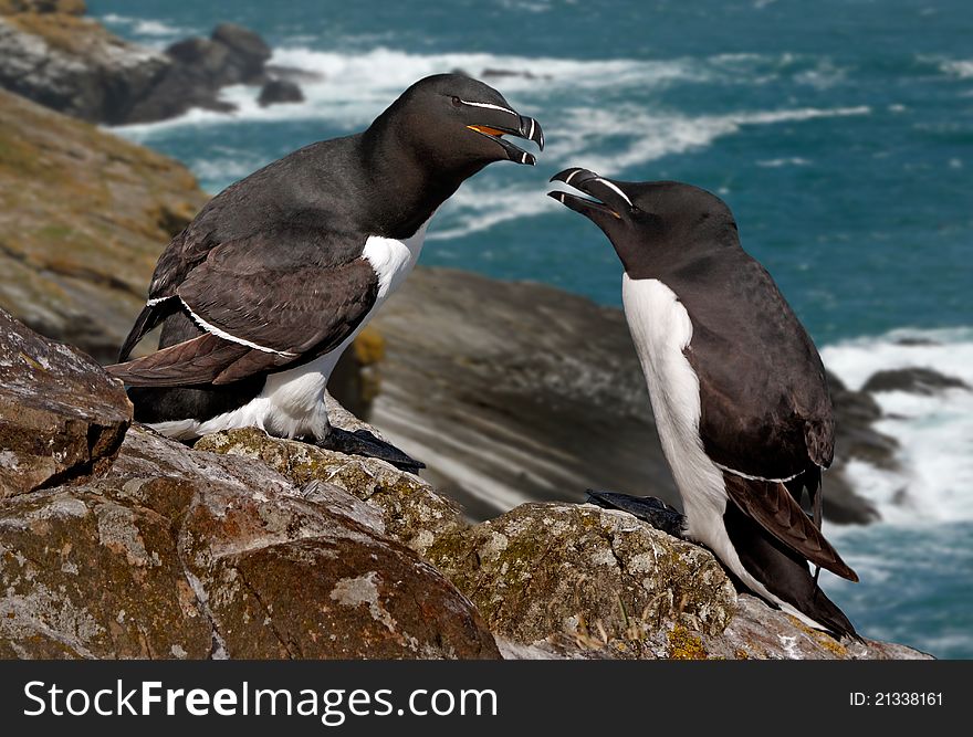 A male and a female Razorbill. They come ashore only during the breeding season. A male and a female Razorbill. They come ashore only during the breeding season.
