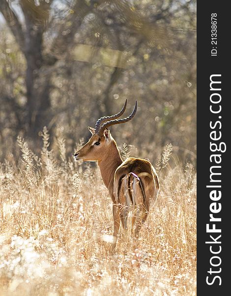 Impala ram in african savannah. Impala ram in african savannah