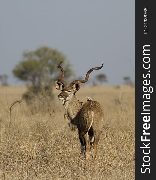 Kudu bulle standing alert in the african savannah