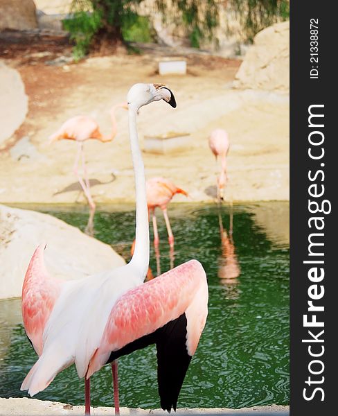 Portrait of a pink flamingo in a profile closeup in Africa. Tunisia shoot. Portrait of a pink flamingo in a profile closeup in Africa. Tunisia shoot.