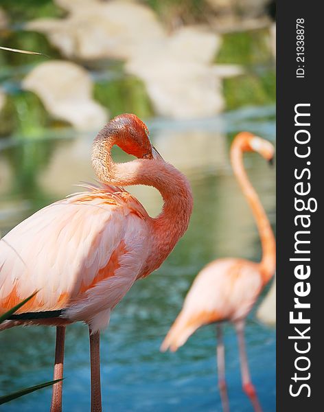 Portrait of a pink flamingo in a profile closeup in Africa. Tunisia shoot. Portrait of a pink flamingo in a profile closeup in Africa. Tunisia shoot.