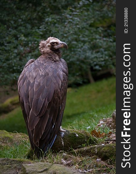 Cinereous Vulture (Aegypius monachus) near forest