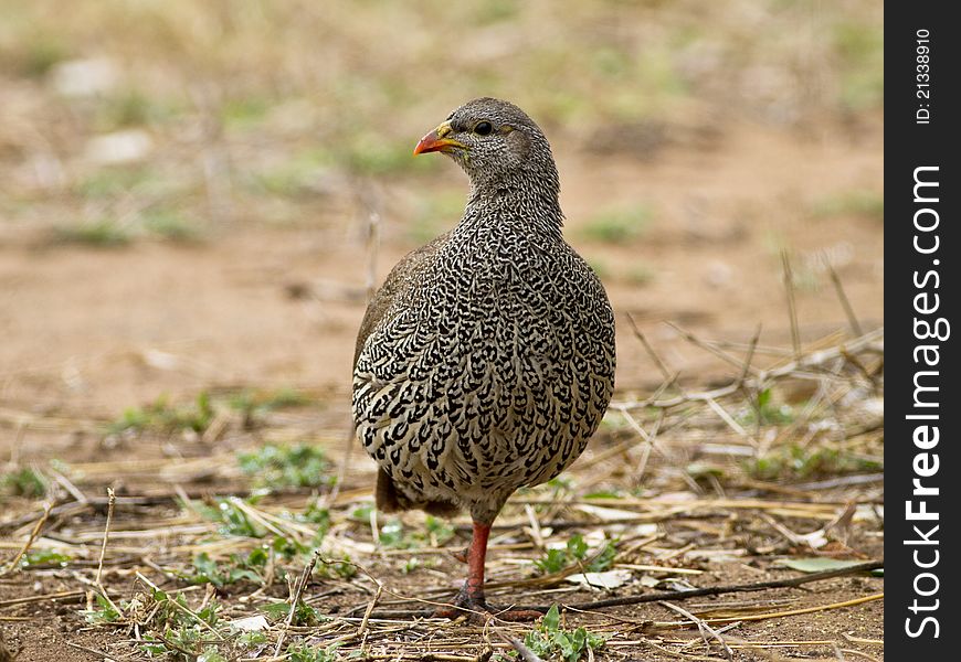 Natal spurfowl standing on one leg and eyeing the photographer