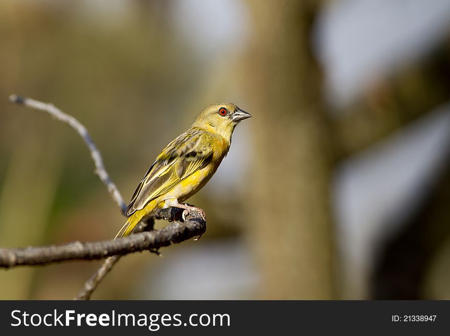 Southern Masked weaver perching on a branch close to its nest