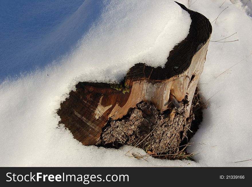 A cutted tree under some snow. A cutted tree under some snow