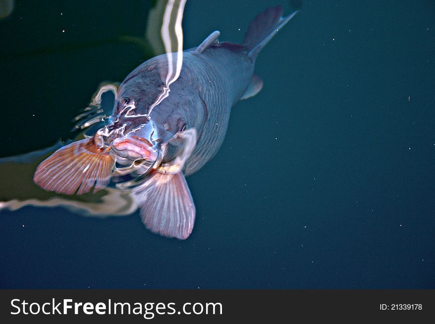 A carp rises to the surface, puckering its human-like lips as they poke out of the water. A carp rises to the surface, puckering its human-like lips as they poke out of the water