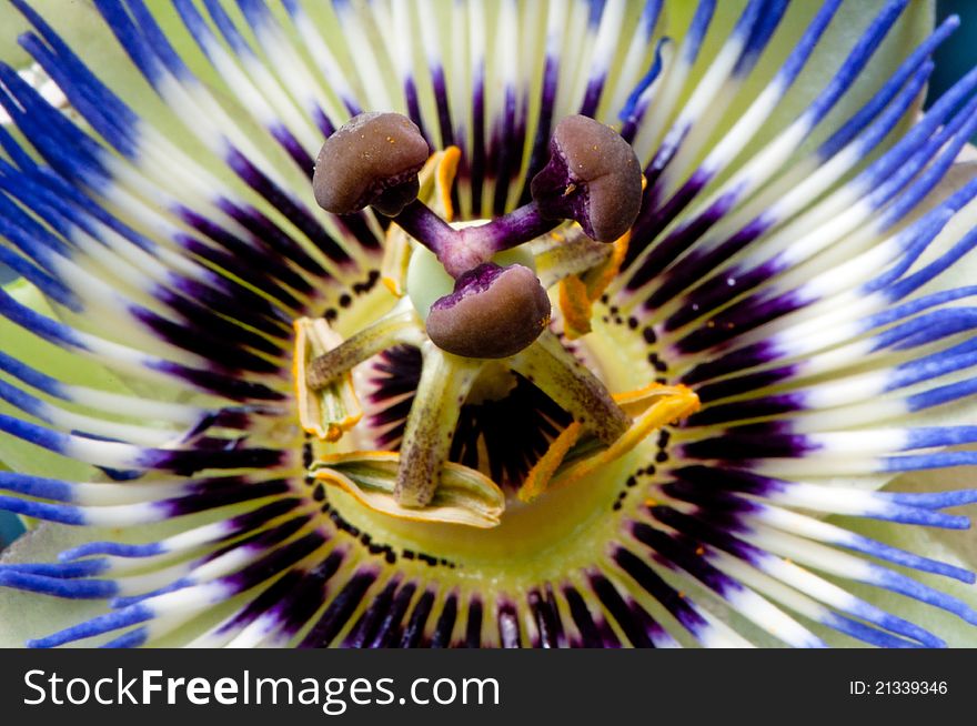 Close-up view of blue passion flower. Close-up view of blue passion flower.