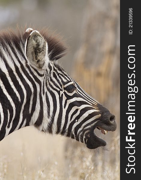 Zebra Fawn