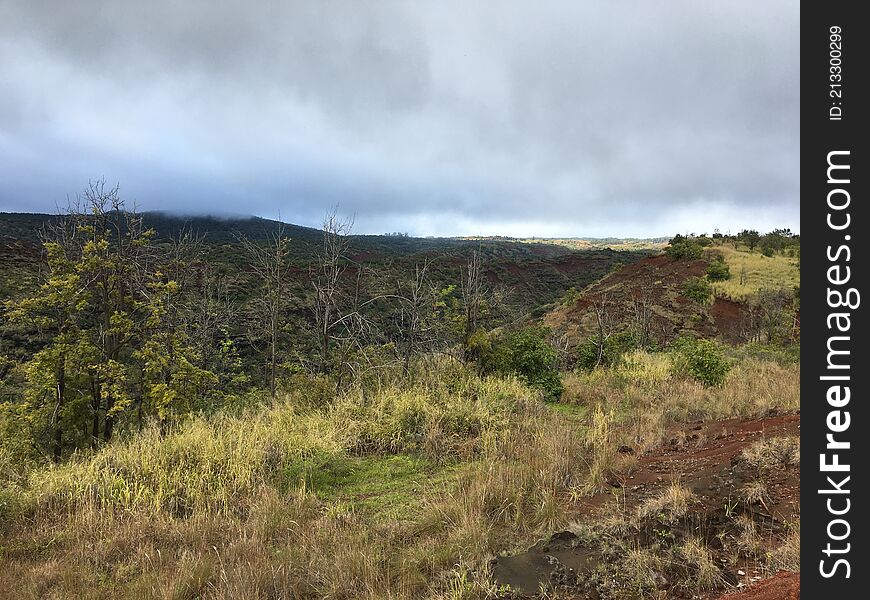 Spring in Waimea Canyon on Kauai Island, Hawaii.