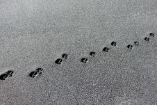 Dog Tracks In The Sand Royalty Free Stock Images