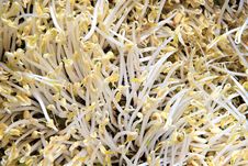 Organic Green Mung Bean Royalty Free Stock Image Organic Green Mung Bean Royalty Free Stock Image