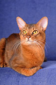 Red Somali Cat Lying On Sofa Royalty Free Stock Image Red Somali Cat Lying On Sofa Royalty Free Stock Image