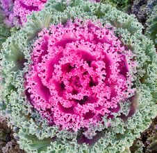 Decorative Cabbage Background Royalty Free Stock Photos Decorative Cabbage Background Royalty Free Stock Photos