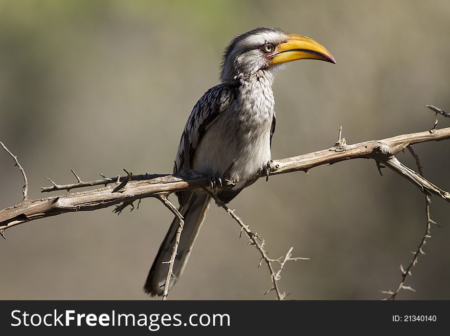 Southern Yellow Hornbill perching on an acacia branch