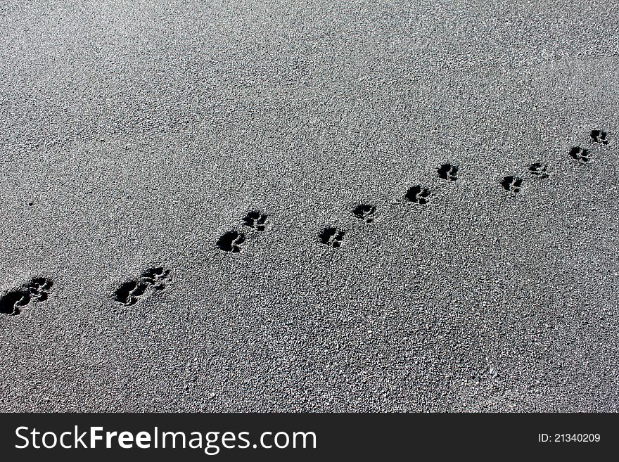 Dog tracks in the sand along the pacific shoreline.