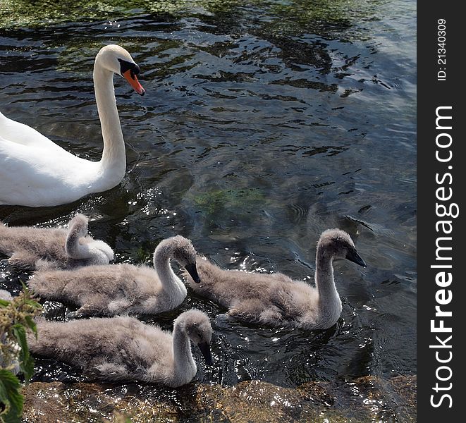 A mute swan with her baby cygnets. A mute swan with her baby cygnets