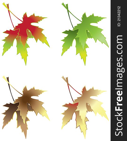 Maple leaves in various colors