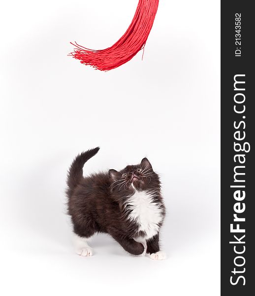 Brown kitten playing with red tassel on white background. Brown kitten playing with red tassel on white background