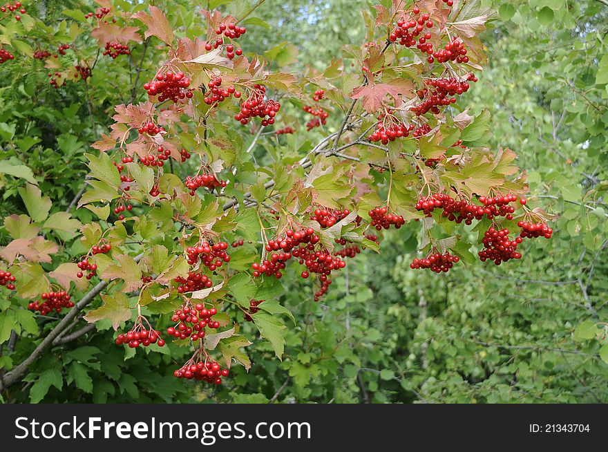 Red viburnum in autumn  forest