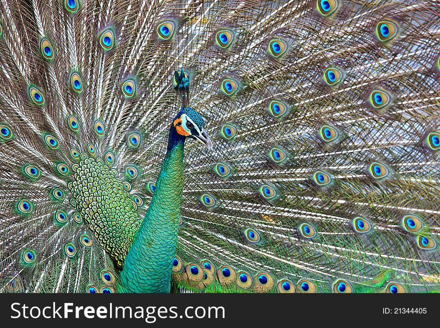 Colorful peacocks are spread tail-feathers. Colorful peacocks are spread tail-feathers