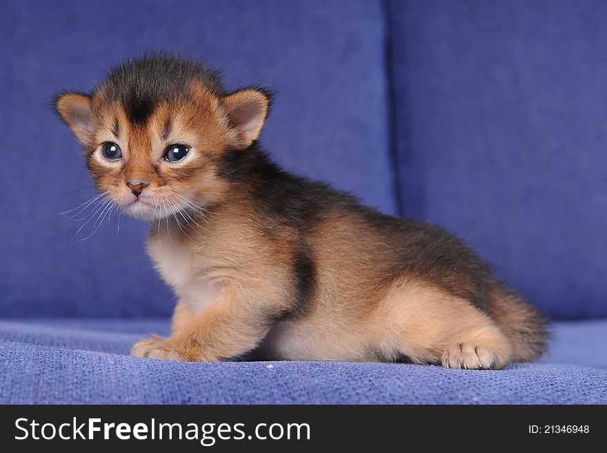 Little Somali Kitten Portrait On Blue Sofa