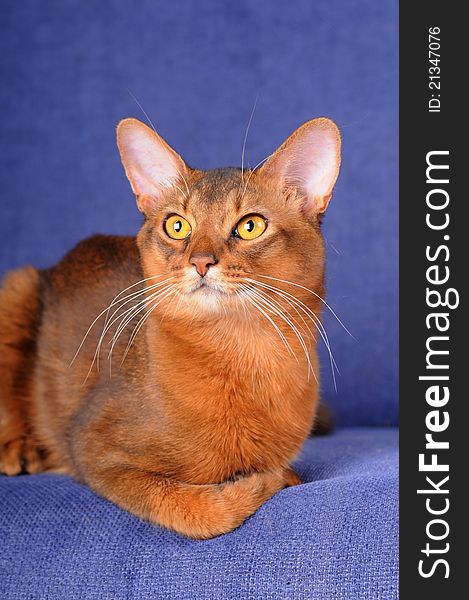 Beautiful somali male cat lying on blue sofa and looking aside. He could be recognise as abyssinian too. He has big ears and wild expression. Beautiful somali male cat lying on blue sofa and looking aside. He could be recognise as abyssinian too. He has big ears and wild expression.