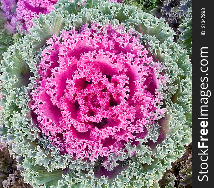 Multicoloured decorative cabbage or kale. Multicoloured decorative cabbage or kale