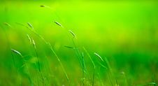 Grass Pile On The Smooth Blurred Green Background Royalty Free Stock Images Grass Pile On The Smooth Blurred Green Background Royalty Free Stock Images