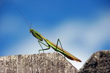 Praying Mantis Royalty Free Stock Photos Praying Mantis Royalty Free Stock Photos