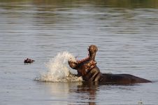 Hippo (Hippopotamus Amphibius) Royalty Free Stock Photo Hippo (Hippopotamus Amphibius) Royalty Free Stock Photo