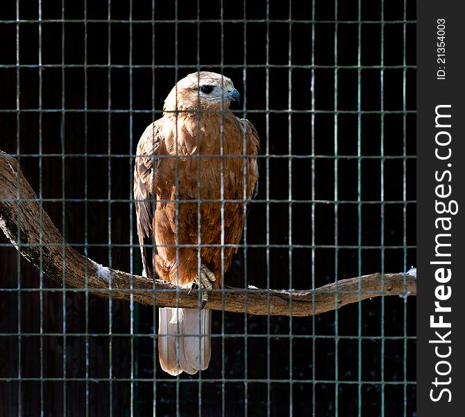Hawk in cage at the zoo. Hawk in cage at the zoo