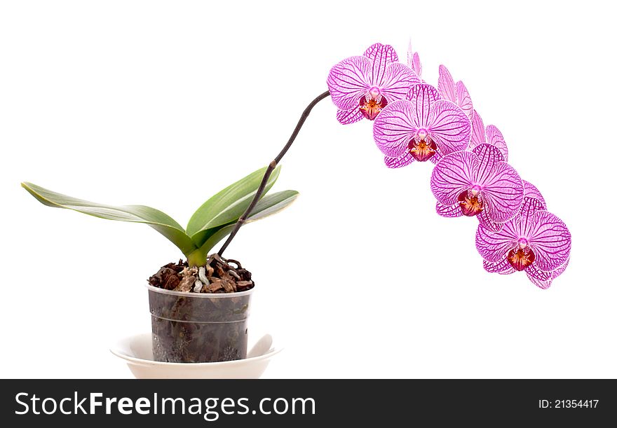 Orchid in a pot on a white background