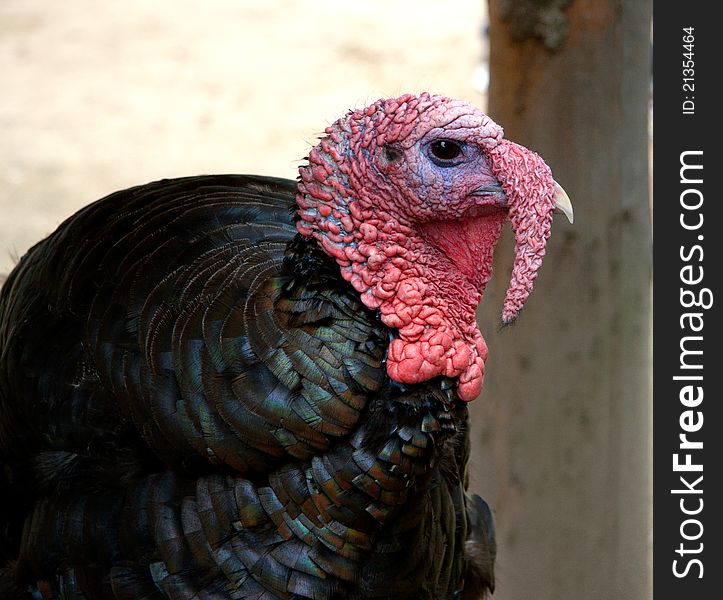 Portrait of a turkey farm