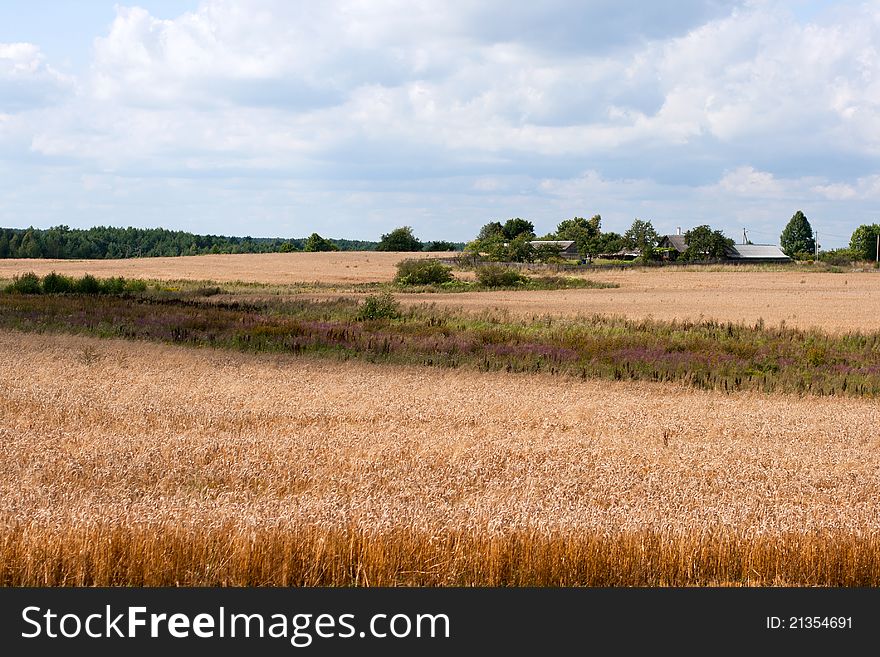 Landscape ripe with wheat and blue clouds. Landscape ripe with wheat and blue clouds
