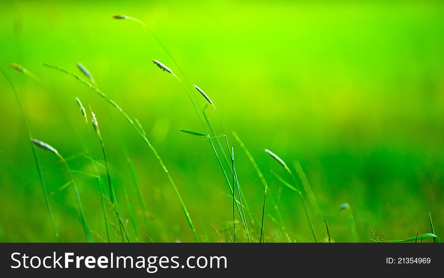 Grass Pile On The Smooth Blurred Green Background
