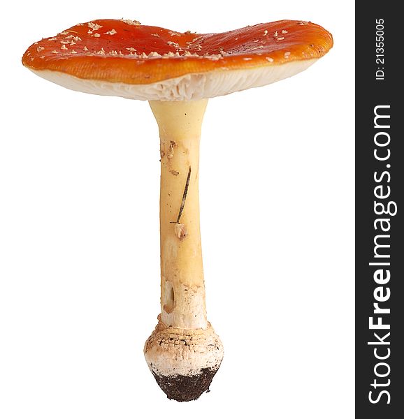 Close-up of red amanita on white background.